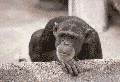 Animated Ape
